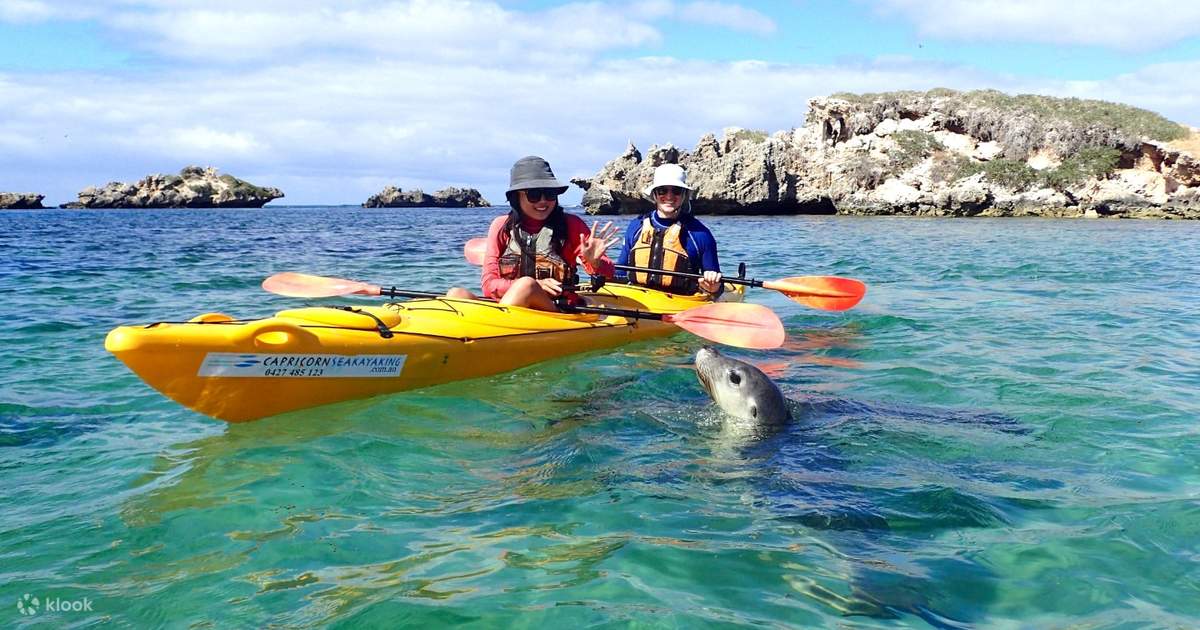 Penguin and Seal Island 6Hour Sea Kayak Tour from Perth Klook